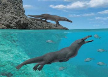 Ca Voi Co Dai Tung Giong Cho