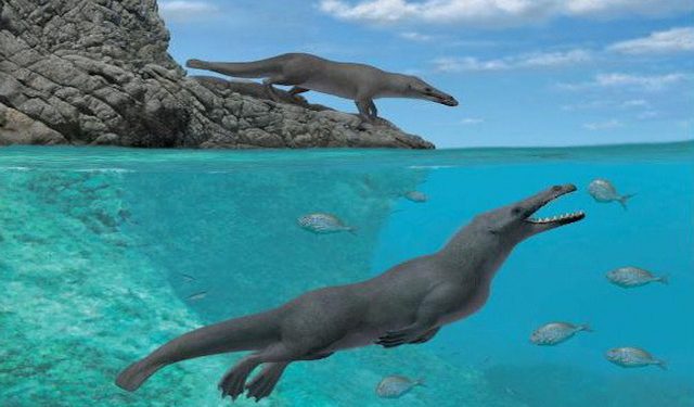 Ca Voi Co Dai Tung Giong Cho