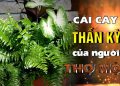 Cây Thần Kỳ Của Người Thợ Mộc