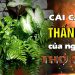 Cây Thần Kỳ Của Người Thợ Mộc