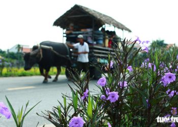 Con Duong Chieu Tim Duoc Khach Tay San Don O Ngoai O Pho Hoi