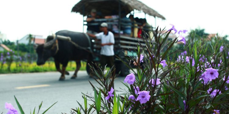 Con Duong Chieu Tim Duoc Khach Tay San Don O Ngoai O Pho Hoi