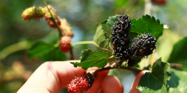 Logo Dau Tam Hoi An 01 15542802653041674030619