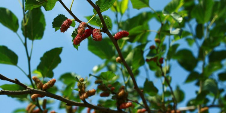 Logo Dau Tam Hoi An 02 15542802644781024462671