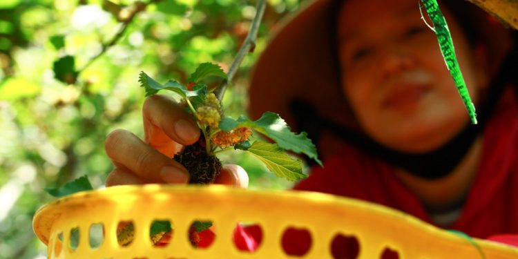 Logo Dau Tam Hoi An 03 1554280263764540883758