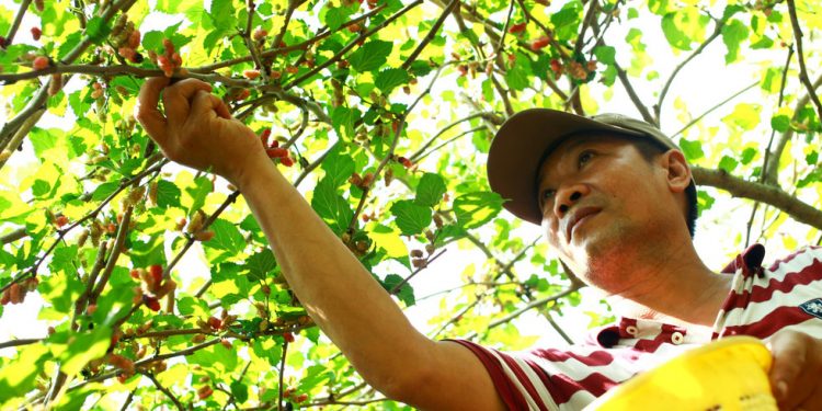 Logo Dau Tam Hoi An 04 15542802631072060309573