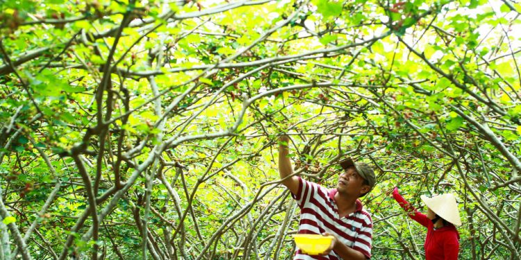 Logo Dau Tam Hoi An 05 15542802623611893366825