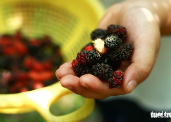 Logo Dau Tam Hoi An 07 1554280261738952584303