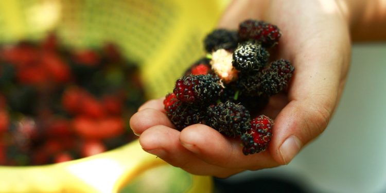 Logo Dau Tam Hoi An 07 1554280261738952584303