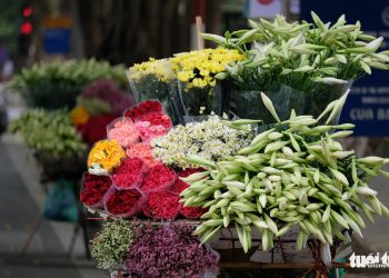 Logo Hoa Loa Ken 12 1554022037078645912988