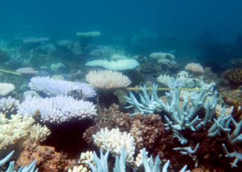 Luu Ban Nhap Tu Dong 2