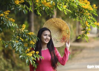 Mua Hoa Sua Vang Dep Nhu Tranh O Xu Quang