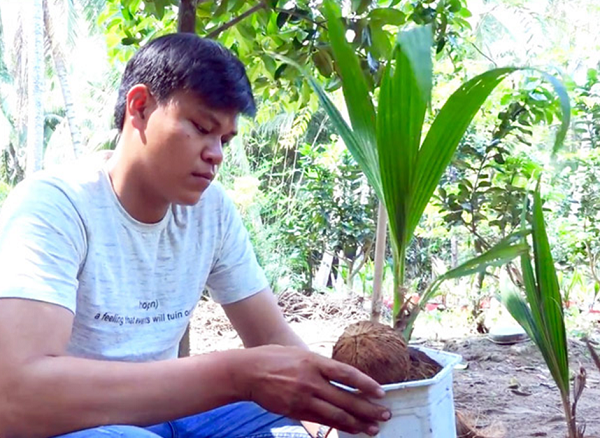 Từ những trái dừa lên mọng phải bỏ đi, 9x Bến Tre biến thành bonsai…dừa và kiếm tiền ngon ngọt