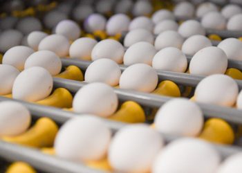 Uc Phat Canh Bao Trung Nhiem Khuan Salmonella