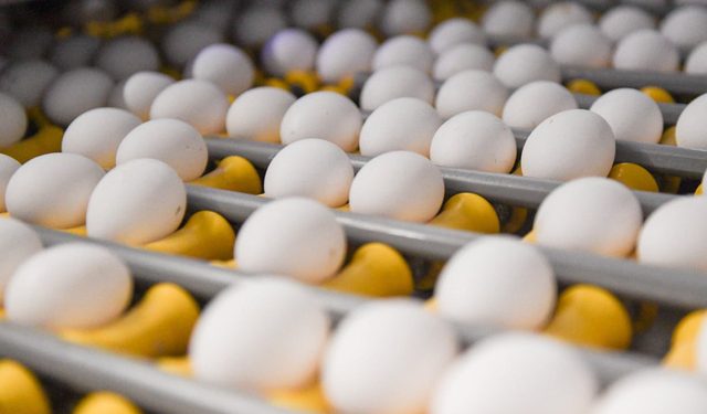 Uc Phat Canh Bao Trung Nhiem Khuan Salmonella