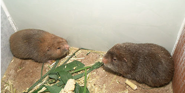 C1