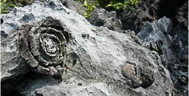 C1