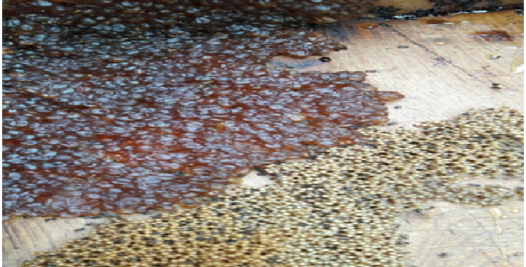 W1