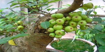 C1