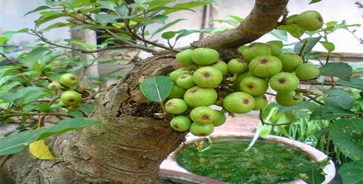 C1