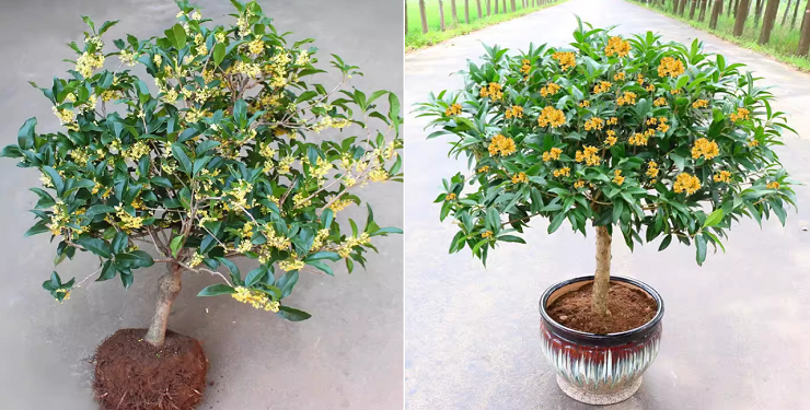 B1