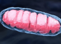 C1