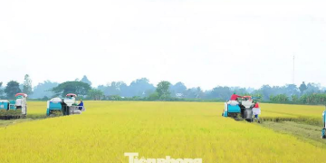 B1